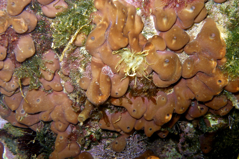 Sponge from Cyprus